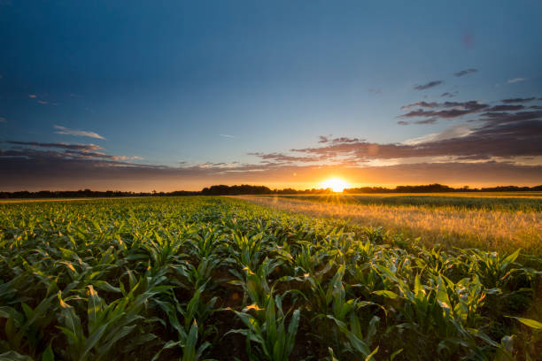 belle vue sur la ferme de maïs pendant le coucher du soleil - arable photos et images de collection