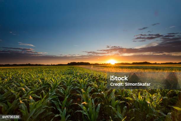 Beautiful View Of Corn Farm During Sunset Stock Photo - Download Image Now - Corn - Crop, Agricultural Field, Corn