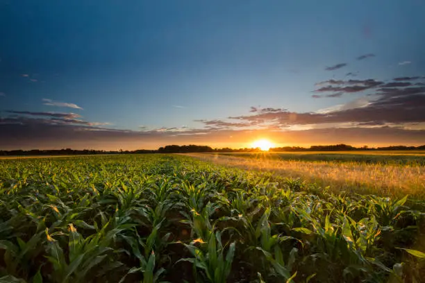 Photo of Beautiful view of corn farm during sunset