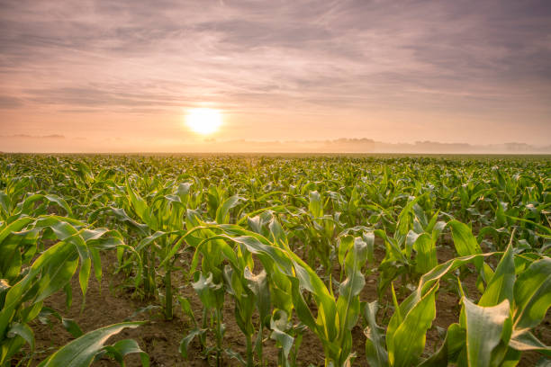 istock Scenic view of corn field during sunset 649730398