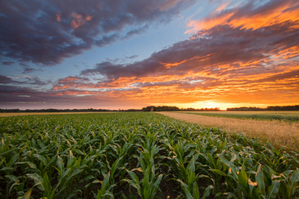 istock Idyllic view of corn field during sunset 649730402