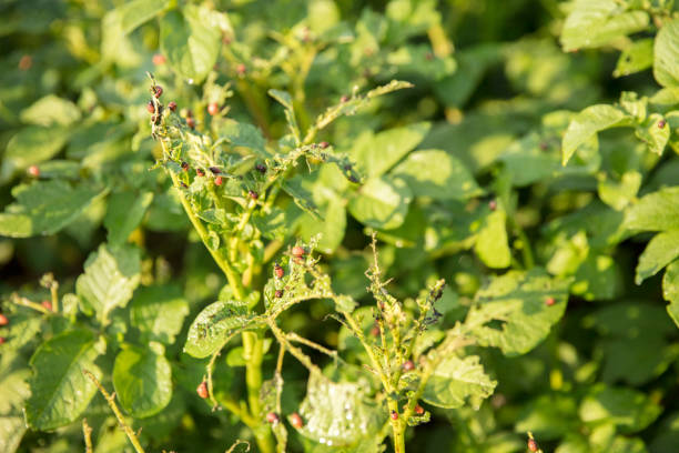 Colorado beetles eating potato plants. Full frame shot of crops growing on field. Insects are feeding on vegetable leaves.