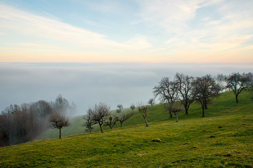 Idyllic view of bare trees on grassy hill. Clouds are covering landscape in background. Scenic view of Maribor Pohorje Ski Resort during sunset.