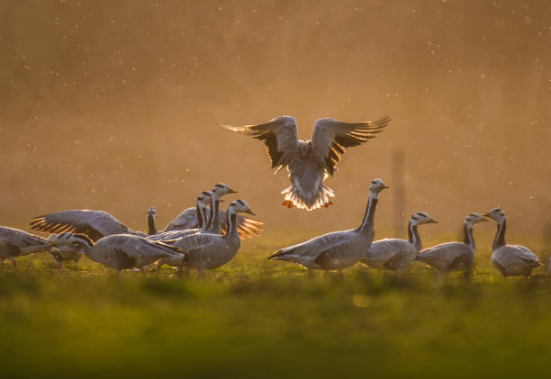 Bar headed goose Bar headed goose at sunset bar headed goose anser indicus stock pictures, royalty-free photos & images