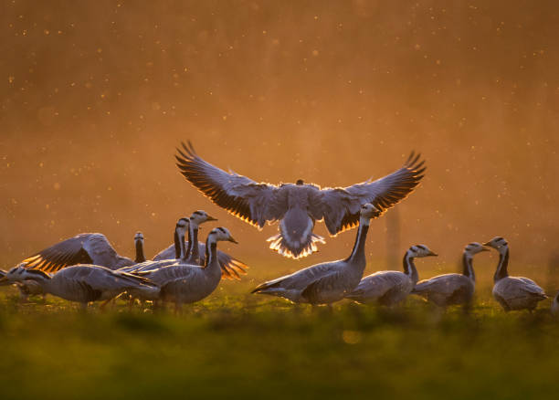 Bar headed goose Bar headed goose at sunset bar headed goose anser indicus stock pictures, royalty-free photos & images
