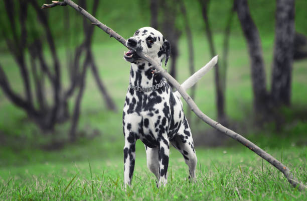 istock Active cute dalmatian running on green meadow 649733700