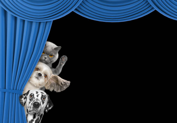 Cute dogs and cat hiding behind the curtain Cute dogs and cat hiding behind the curtain isolated on black curtain call stock pictures, royalty-free photos & images