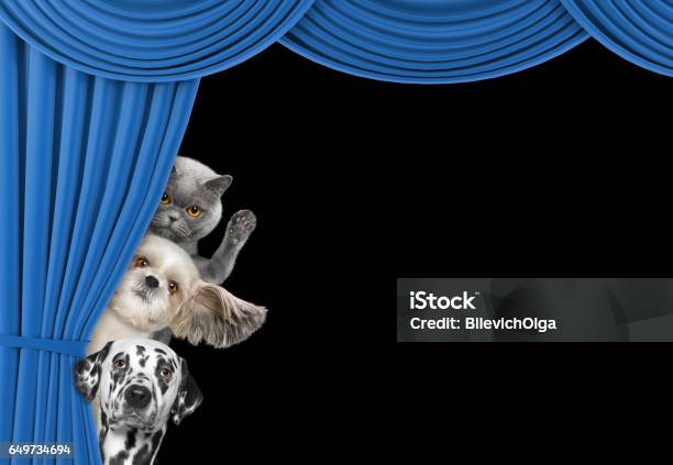 Cute Dogs And Cat Hiding Behind The Curtain Stock Photo - Download Image Now - Curtain Call, Animal, Beauty