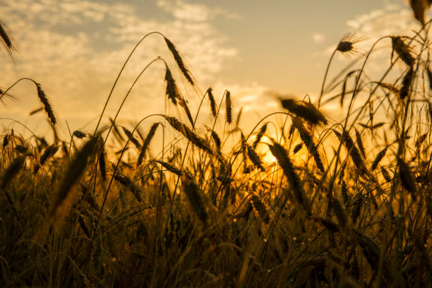 istock Close-up of wheat plants on field during sunset 649734974