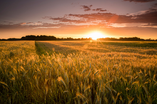 Idyllic view of wheat farm. Cereal plants are growing on field during sunset. Scenic view of agricultural land against sky.