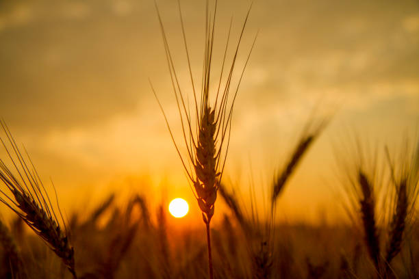 istock Sun seen through wheat plants on farm 649735218