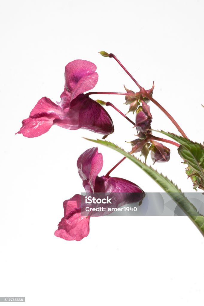 Himalayan balsam; Impatiens glandulifera Flower Head Stock Photo