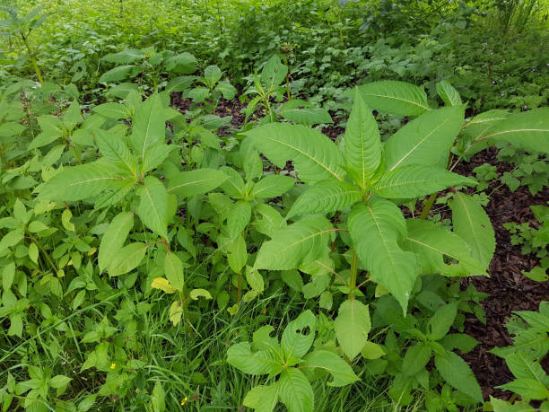 istock Himalayan balsam; Impatiens; glandulifera 649735580
