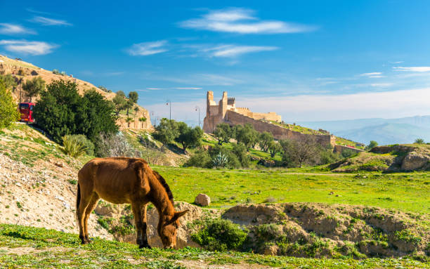 istock Mule on a pasture in Fes, Morocco 649735640