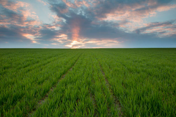 istock Tranquil view of young wheat farm during sunset 649735678