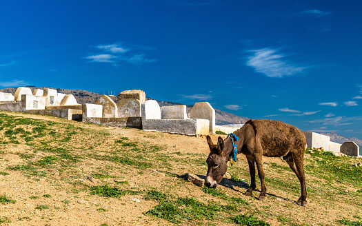 Donkey near Marinid Tombs in Fez - Morocco