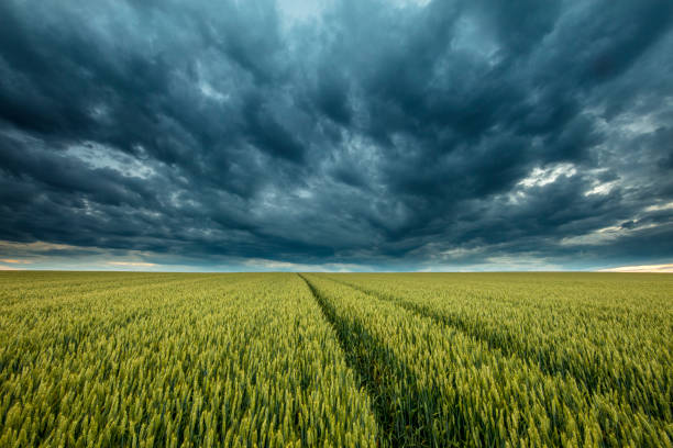 traces de pneu dans un champ de blé contre les nuages d’orage - photography cloud plantation plant photos et images de collection