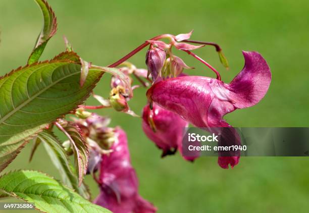 Himalayan Balsam Impatiens Glandulifera Stock Photo - Download Image Now - Flower Head, Germany, Herbal Medicine