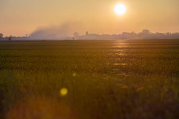 Tranquil view of wheat farm. Young crops are growing on field during sunset. Scenic view of agricultural land against sky.