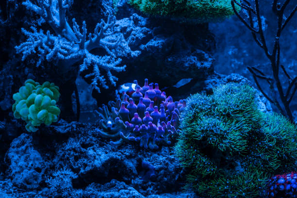 Entacmaea quadricolor (Bubble tip anemone, Corn anemone) and Amphiprion ocellaris (Ocellaris Clownfish). Gorgonaria Euplexaura sp. Sea Fan. Clavularia. A tank filled with water for keeping live underwater animals. Night view. entacmaea quadricolor stock pictures, royalty-free photos & images