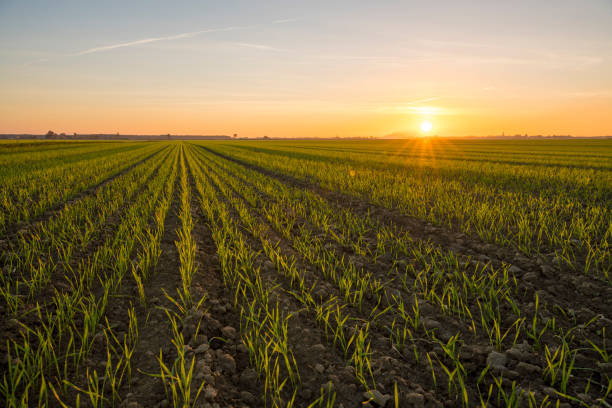 Idyllic view of young wheat crops during sunset