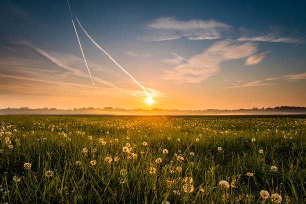 Beautiful dandelions blooming at farm. View of idyllic flowers growing on field. Plants are against sky during sunset.