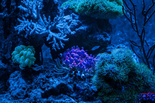 Entacmaea quadricolor (Bubble tip anemone, Corn anemone) and Amphiprion ocellaris (Ocellaris Clownfish). Gorgonaria Euplexaura sp. Sea Fan. Clavularia. A tank filled with water for keeping live underwater animals. Night view. bubble tip anemone entacmaea quadricolor stock pictures, royalty-free photos & images