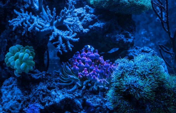 Entacmaea quadricolor (Bubble tip anemone, Corn anemone) and Amphiprion ocellaris (Ocellaris Clownfish). Gorgonaria Euplexaura sp. Sea Fan. Clavularia. A tank filled with water for keeping live underwater animals. Night view. blue damsel fish photos stock pictures, royalty-free photos & images