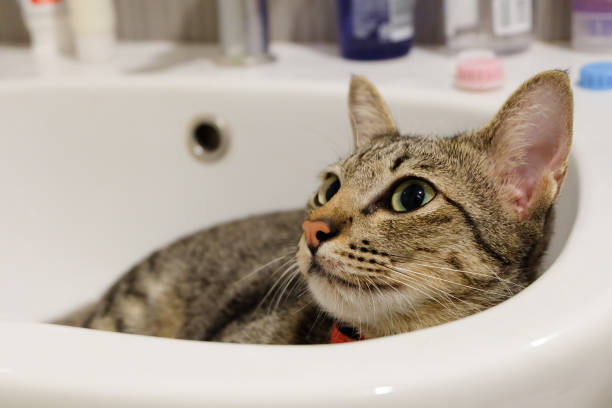 istock adorable funny cat lying in white sink bathroom alone. 649738448
