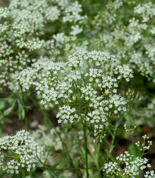 Anise; Pimpinella; anisum Anise; Pimpinella; anisum anise stock pictures, royalty-free photos & images