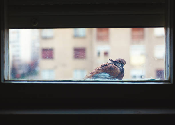 istock One Pigeon in Front of Window 649739166