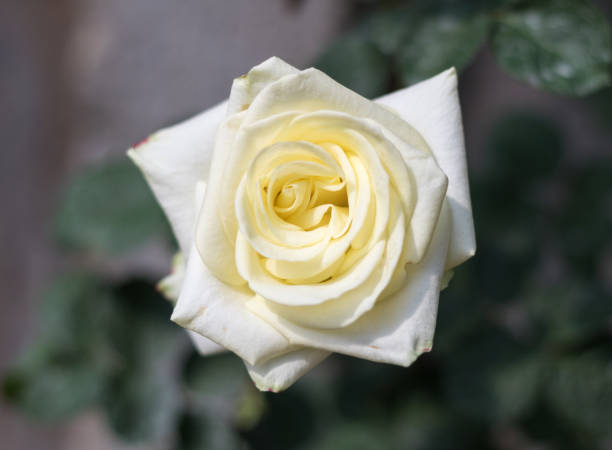 istock Close up white rose blooming in garden valentine day. 649739246