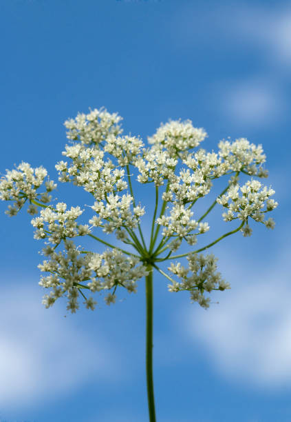 istock Anise; Pimpinella; anisum 649739266