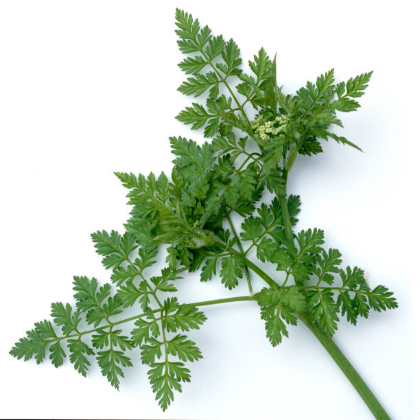 istock Anise; Pimpinella; anisum 649739352