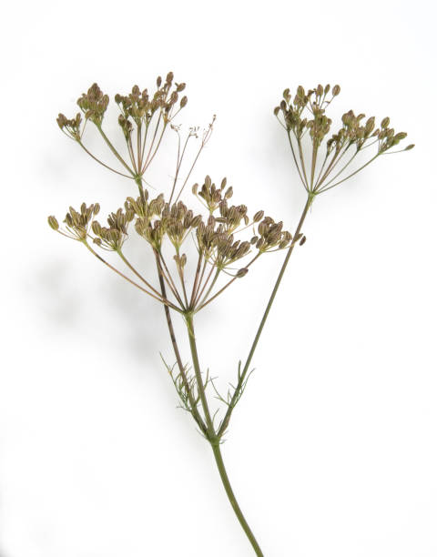 Carum carvi seeds Carum caraway; seeds carum carvi stock pictures, royalty-free photos & images