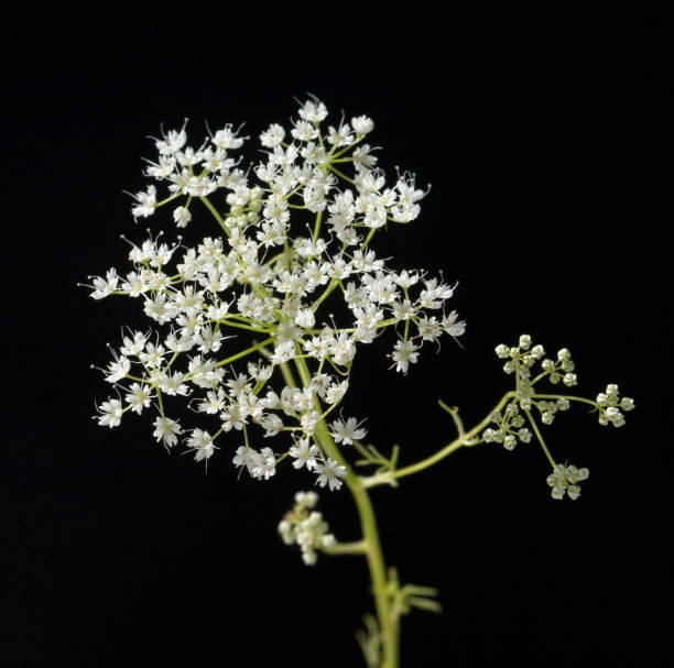 Anise; Pimpinella; anisum stock photo