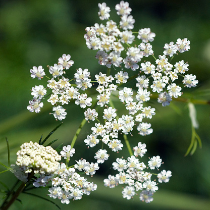 White flowers garden background