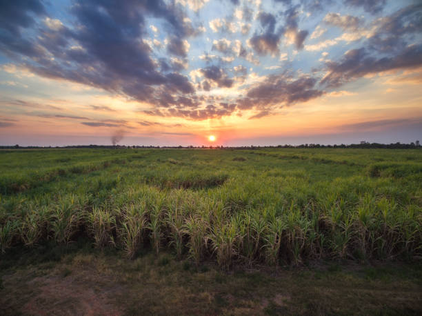 istock view from drone Sugar cane field with sunset sky nature landscape background. 649742064