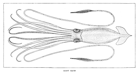 Giant Squid - scanned 1881 engraving