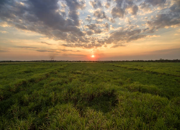 istock view from drone Sugar cane field with sunset sky nature landscape background. 649742906