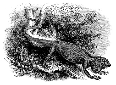 Iguana - scanned 1881 engraving