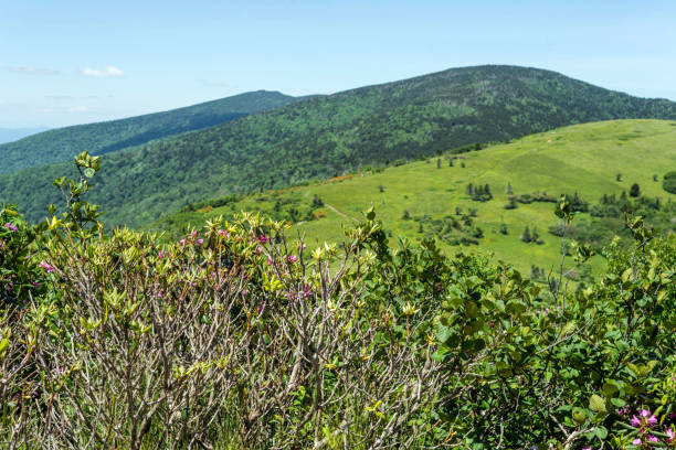 istock Rhododendrons and the Appalachian Mountains 649745990