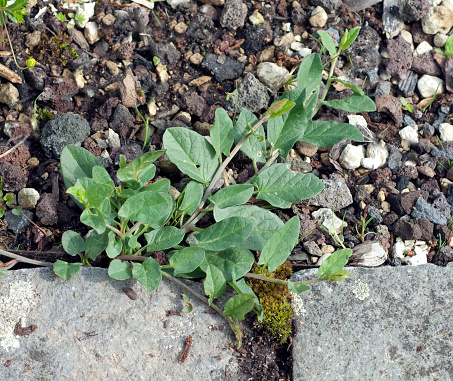 Bindweed Sprouting Bindweed Convolvulus Arvensis Seedling Sprout Stock Photo - Download ...