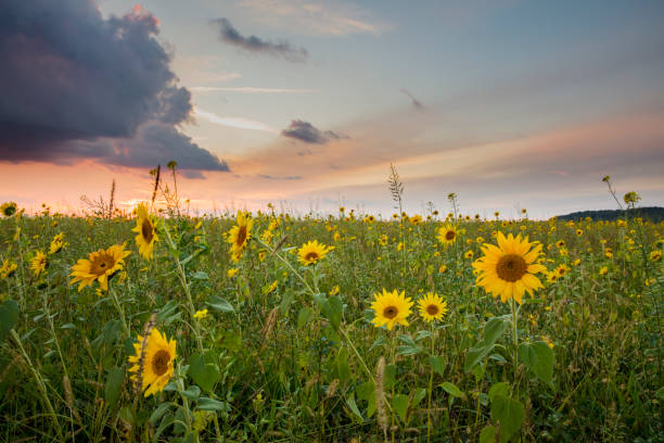 istock Sunflowers blooming at farm during sunset 649746366