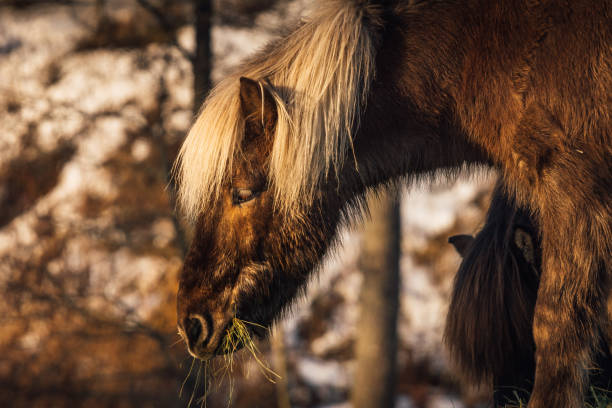 Dark brown icelandic horse stock photo