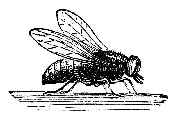 illustrazioni stock, clip art, cartoni animati e icone di tendenza di mosca domestica  - engraved image fly antique housefly