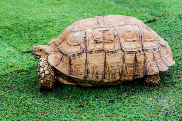istock turtle, reptiles animal in the garden 649746812