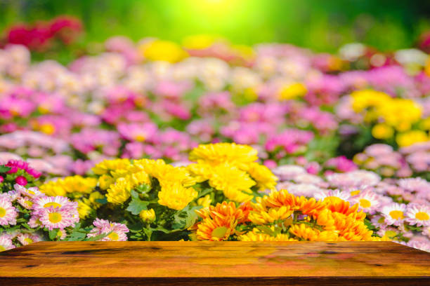 istock Colorful of chrysanthemum Flowers. 649749088
