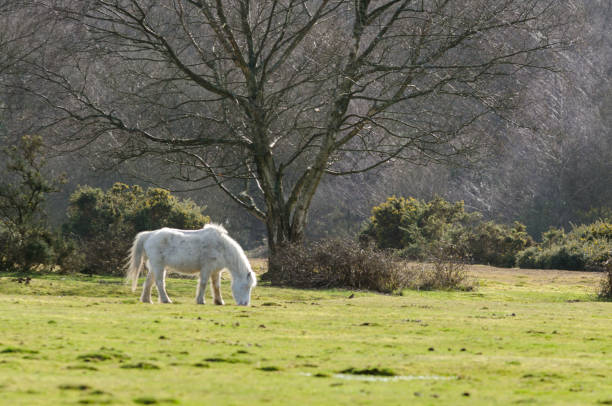 istock Janesmoor Wildlife 649749132