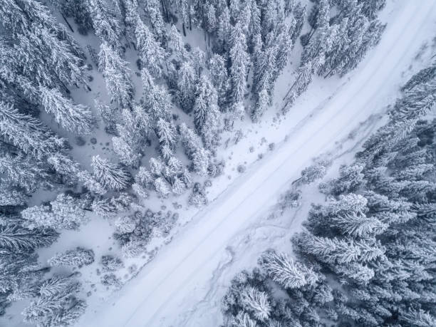 istock Frozen Pine Forest From the Aerial view 649749648